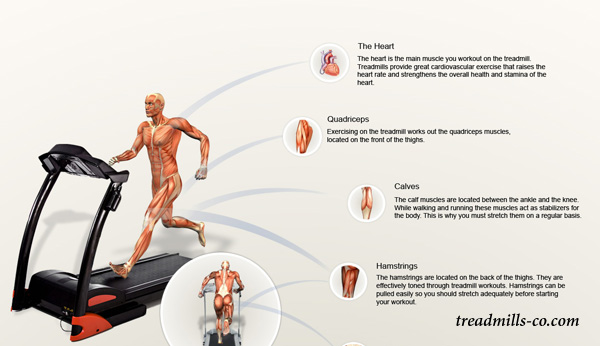 بخش های بدن درگیر با تردمیل